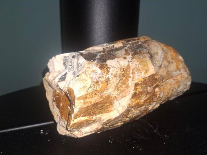 Wolharige mammoet - Gefossiliseerde slagtand - 19 cm - 13 cm, Verzamelen, Mineralen en Fossielen