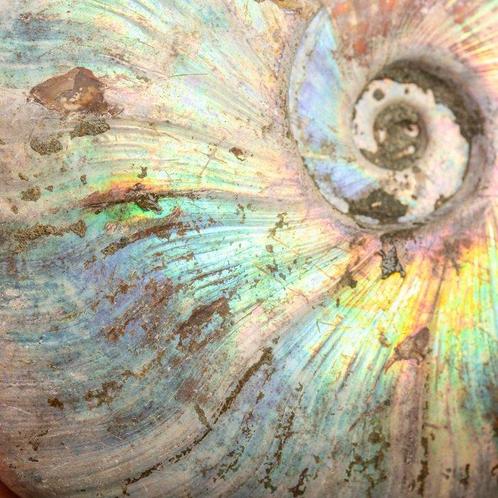 Uitgestorven schelp - Regenboog ammoniet - Fossiel fragment, Verzamelen, Mineralen en Fossielen
