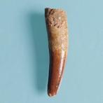 Dinosaurus - Fossiele tand - Spinosaurus aegyptiacus - 76 mm