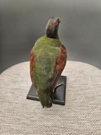 Roul Roul Taxidermie volledige montage - Rollulus rouloul -, Nieuw