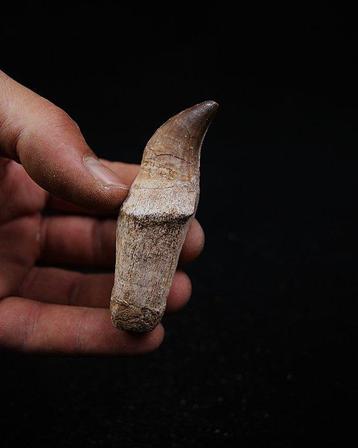 Mosasaurus - Fossiele tand - Eremiasaurus heterodonthus