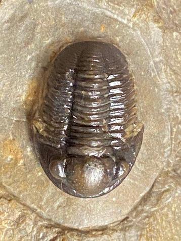 Fossiles - Squelette fossile - Gerastos - 2.3 cm, Collections
