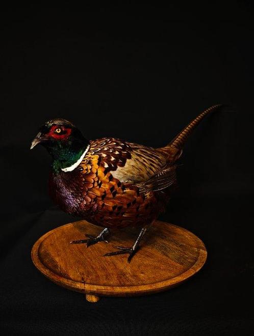 Fazant Taxidermie volledige montage - Phasianus colchicus -, Collections, Collections Animaux