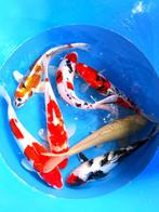 Hirasawa Marusei  40-50 cm (Japanse Koi), Ophalen of Verzenden, Nieuw
