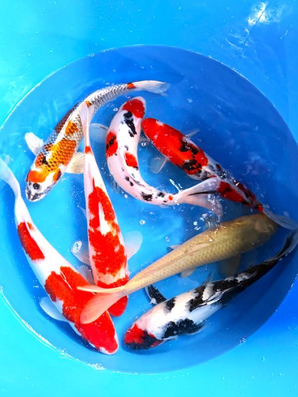 Hirasawa Marusei  40-50 cm (Japanse Koi), Tuin en Terras, Vijvers, Nieuw, Ophalen of Verzenden