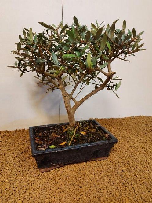 Olijf bonsai (Olea europaea) - Hoogte (boom): 34 cm - Diepte, Antiek en Kunst, Curiosa en Brocante