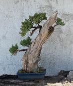 Jeneverbes bonsai (Juniperus) - Hoogte (boom): 70 cm -