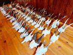 Reebok Taxidermie wandmontage - Capreolus capreolus - 20 cm, Nieuw