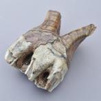 Wolharige neushoorn - Fossiele kies - Coelodonta