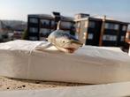 aquarium - Beeldje - Squalo tiger Safari - PVC