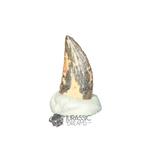 Dent de dinosaure Abelisaurid de grade Gem - Cretacée KemKem