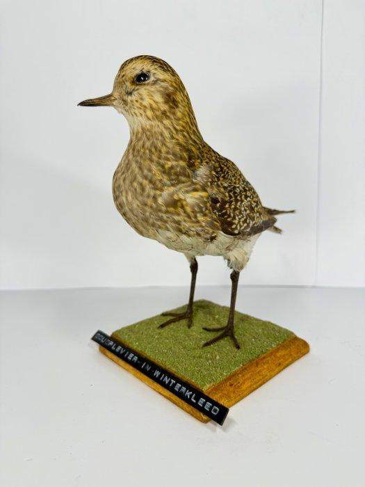 European Golden Plover in winterkleed Taxidermie volledige, Verzamelen, Dierenverzamelingen