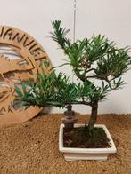 Boeddha-den bonsai (Podocarpus macrophyllus) - Hoogte