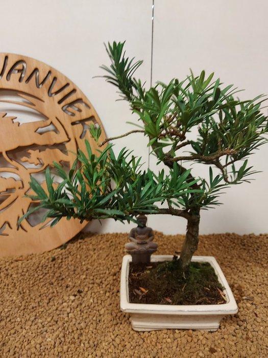 Boeddha-den bonsai (Podocarpus macrophyllus) - Hoogte, Antiquités & Art, Curiosités & Brocante