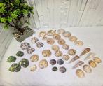 Lot de 39 coquillages naturels – espèces mixtes Coquillage, Antiek en Kunst