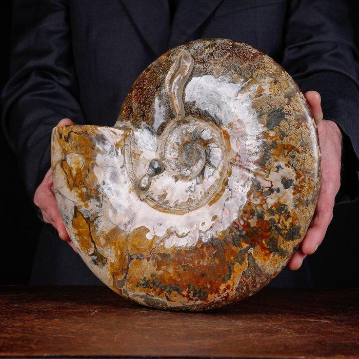 Exclusief Pools Cleoniceras - Gefossiliseerde schelp -, Antiek en Kunst, Curiosa en Brocante