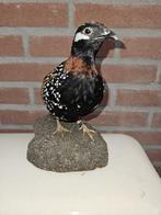 Zwarte frankolijn Taxidermie volledige montage - Francolinus, Verzamelen, Nieuw