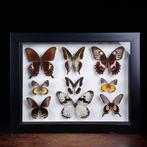 Tropische Vlindercollectie – Entomologische Tentoonstelling