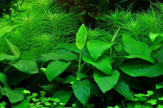 tropica Anubias barteri var. nana In Vitro, Dieren en Toebehoren, Vissen | Aquaria en Toebehoren, Nieuw, Verzenden