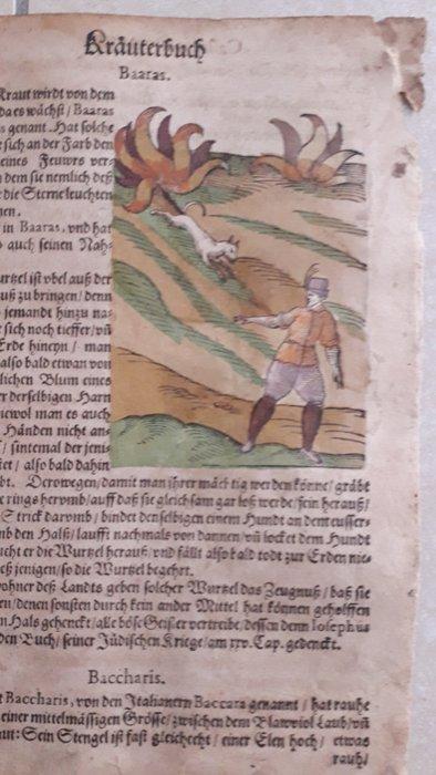 Castor Durante - Hortulus sanitatis - 1609, Antiek en Kunst, Antiek | Boeken en Manuscripten