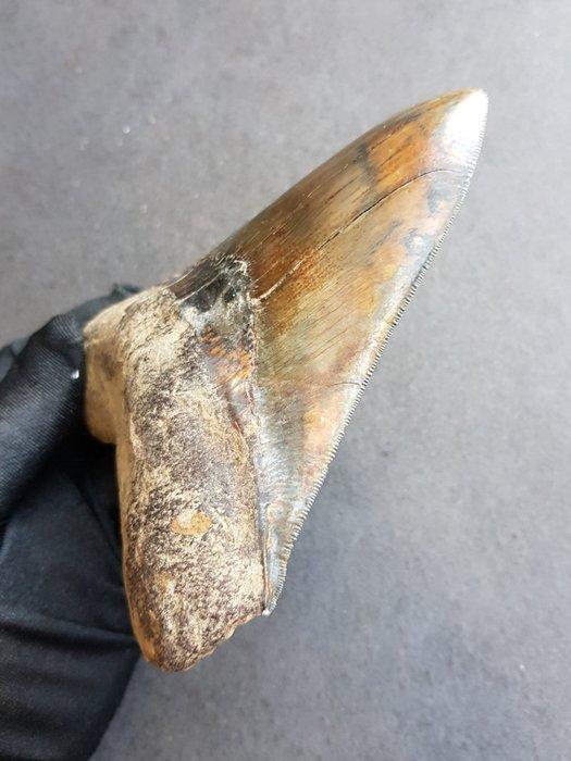 Megalodon - Fossiele tand - 137 mm - 107 mm, Verzamelen, Mineralen en Fossielen