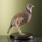 Steenpatrijs Taxidermie Opgezette Dieren By Max, Ophalen of Verzenden, Nieuw, Vogel, Opgezet dier