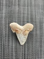 Haai - Fossiele tand - O. Sokolovi - 6.3 cm - 5.4 cm (Zonder