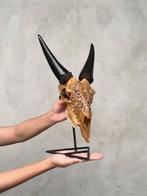 Sans prix de réserve - Véritable crâne de chèvre brun