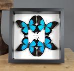 Echte blauwe vlinders in frame Taxidermie volledige montage, Verzamelen, Mineralen en Fossielen