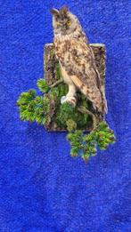 Hibou moyen duc - met CITES origineel DE-BM-25043001 -, Verzamelen, Nieuw