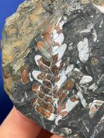 Verbazingwekkende kleurvolle plantfossielen (verzameling) -