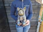 Beeld, Boxer in Box Outfit - 26 cm - Hars, Antiek en Kunst