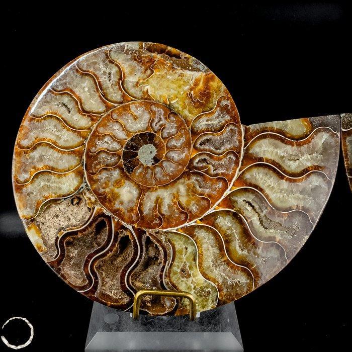 Prachtige ammonietschijven. Tijdloze fossielenkunst uit de, Verzamelen, Mineralen en Fossielen