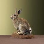 Konijn Taxidermie Opgezette Dieren By Max, Ophalen of Verzenden, Nieuw, Wild dier, Opgezet dier