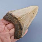 Megalodon Shark - Fossiele tand - megaselachus megalodon -, Verzamelen