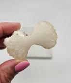 Stilbiet Bowtie (strikje), Ophalen of Verzenden