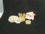 Schelpen, slakken en koralen collectie Taxidermie, Collections