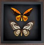 Vlinder Taxidermie volledige montage - Couple Ornithoptera