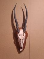 Éland Crâne avec bois de cerf - Taurotrragus oryx - 112 cm -, Collections