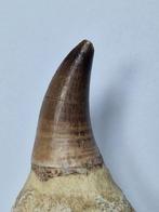 Mosasaurus - Fossiele tand - 9.5 cm (Zonder Minimumprijs), Verzamelen, Mineralen en Fossielen