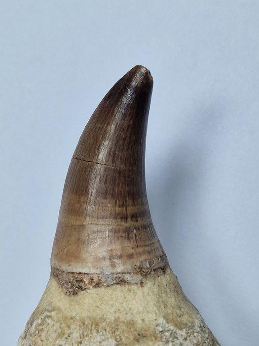 Mosasaurus - Fossiele tand - 9.5 cm (Zonder Minimumprijs), Verzamelen, Mineralen en Fossielen