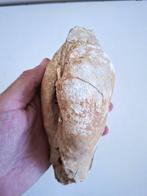Groot fossiel van geoduck - Gefossiliseerde schelp - PANOPEA