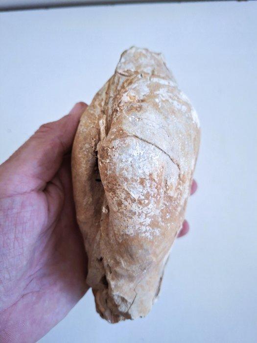 Groot fossiel van geoduck - Gefossiliseerde schelp - PANOPEA, Verzamelen, Mineralen en Fossielen
