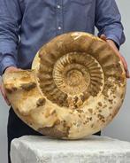 Grote ammoniet - 24 kg - Gefossiliseerde schelp -