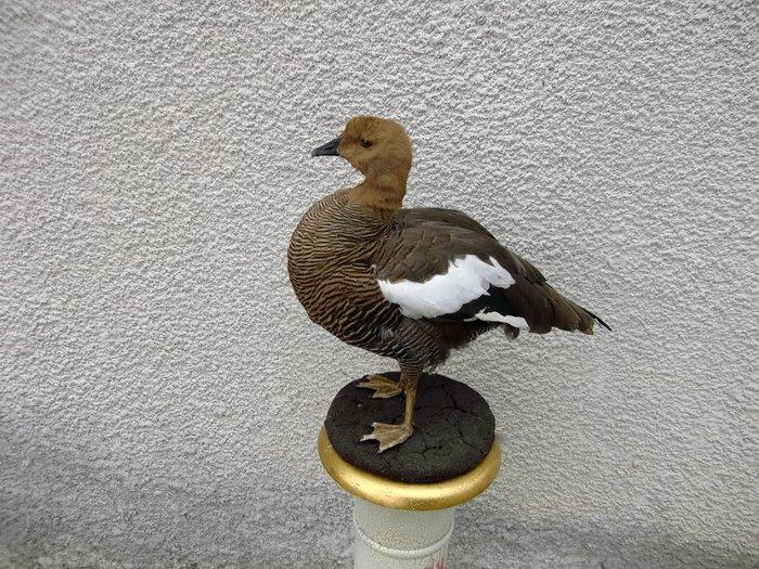 Gans Taxidermie volledige montage - Magellan goose female -, Collections, Collections Animaux