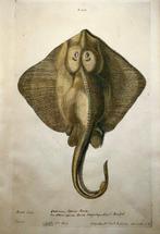 Paul van Somers [Francis Willoughby] - Ray, Fish - Hand