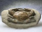 Geweldige fossiel krab - Gefossiliseerd dier - 16 cm - 8 cm, Verzamelen