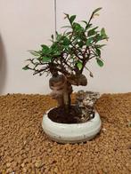 Japanese iep bonsai (Zelkova) - Hoogte (boom): 20 cm -, Antiek en Kunst