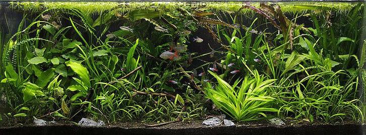 Jungle Aquascape plantenmix voor 45 cm aquarium, Dieren en Toebehoren, Vissen | Aquaria en Toebehoren, Nieuw, Verzenden
