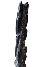 orthoceras - Fossiel skelet - Orthoceras - 50 cm - 10 cm, Verzamelen